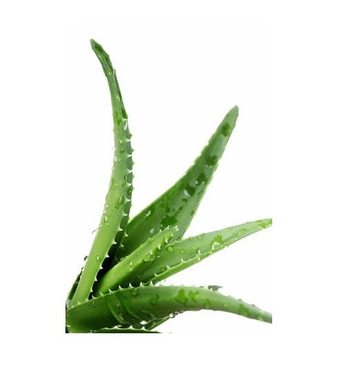 Aloe vera