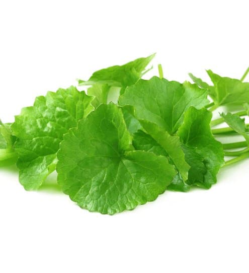 Centella