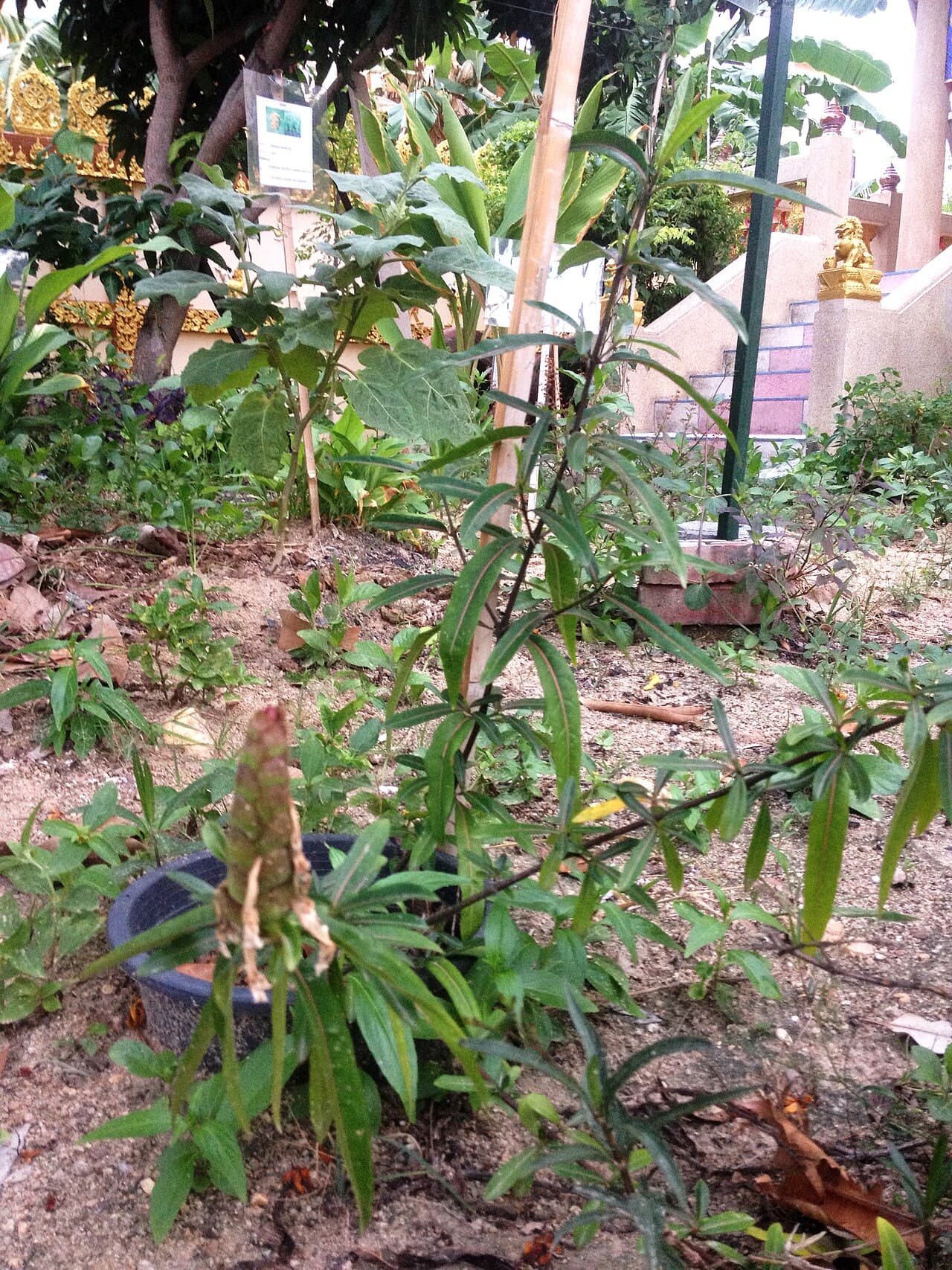 Clinacanthus nutans