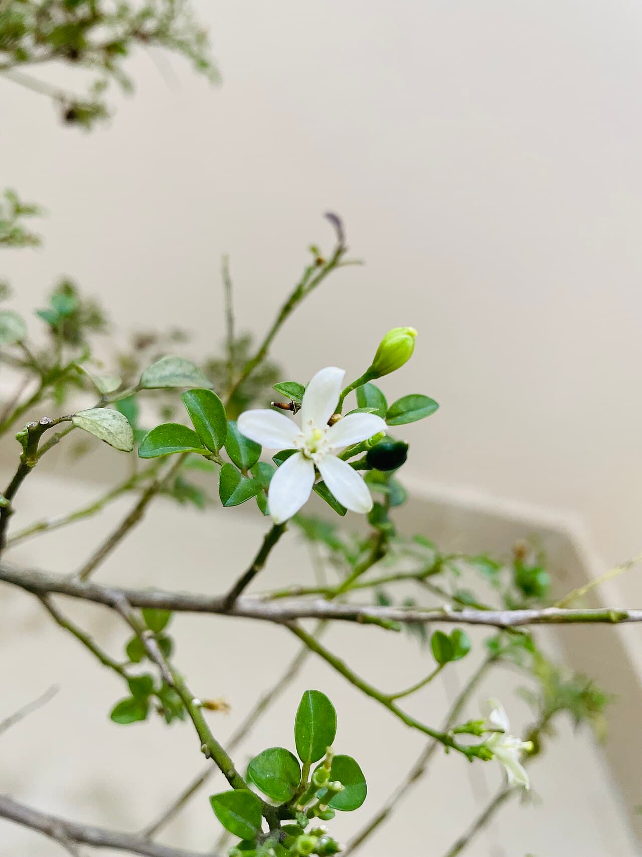 Narančin jasmin
